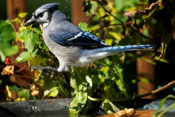 Bluejay arrives in the garden