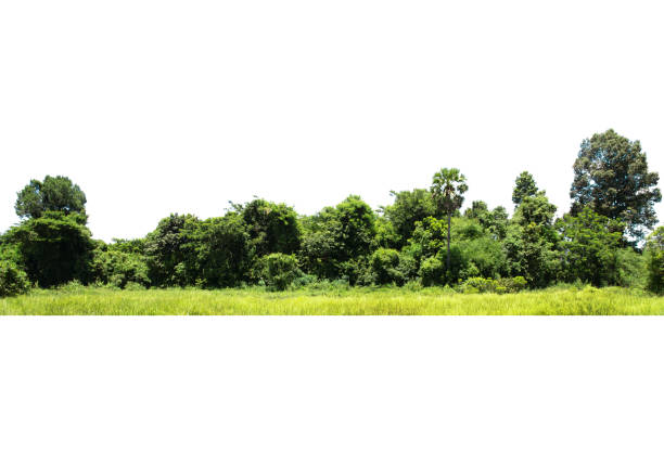 istock View of a High definition Treelined  isolated on a white background 1423802520