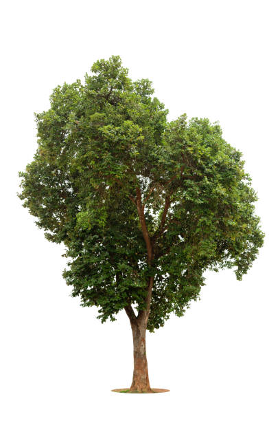 istock Isolated green tree on white background, Trees isolated on white background, tropical trees isolated used for design, advertising and architecture. 1423802783