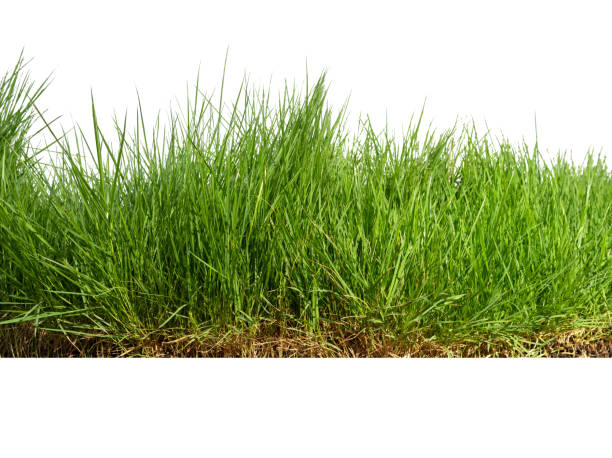 istock Isolated green grass on a white background,Close up. 1423803303