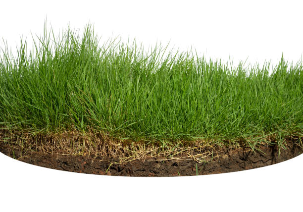 istock Isolated green grass on a white background,Close up. 1423803386