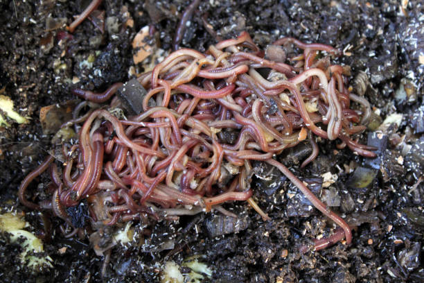 istock Compost worms in organic garden soil 1423807313