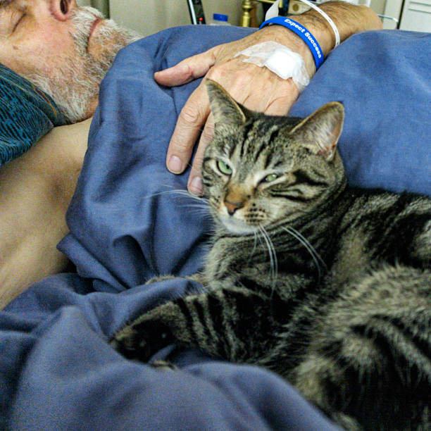 istock Tabby Cat Snuggling With Sleeping Cancer Surgery Patient 1423808385