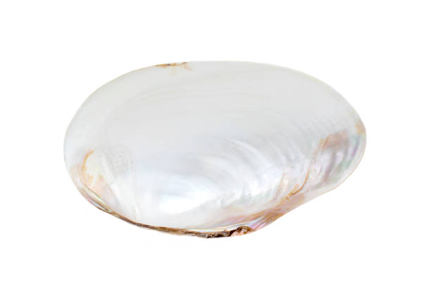 Common pearl mussel or European river pearl mussel (lat.Margaritifera). Bivalve mollusk from the order Unionoida. Elongated shape. Polished sash. Pearl particles in the shell.