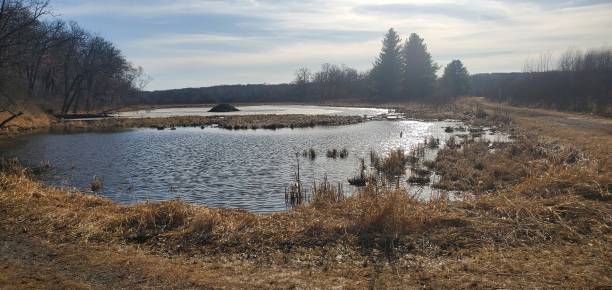 istock Lake with Beaver dam, Minnesota 1423810756