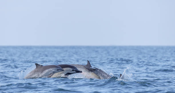 Common Dolphins stock photo