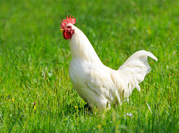 istock A free range chicken on a green meadow 1423813261