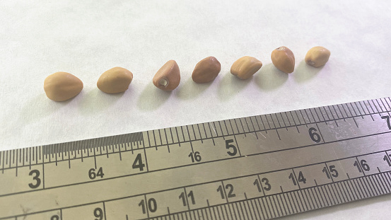 Seeds from moonflower Ipomoea alba, evening-blooming white morning glories. Loose seeds in a row at an angle. With ruler for size reference.