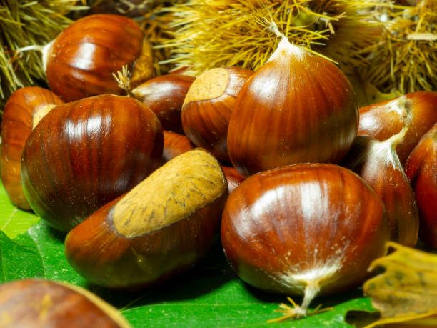 macro view on chestnut. close view. chestnuts of brown color. nature background. fall season. food background - sweet food chestnut yellow brown imagens e fotografias de stock