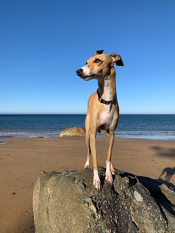 Italian greyhound at the beach
