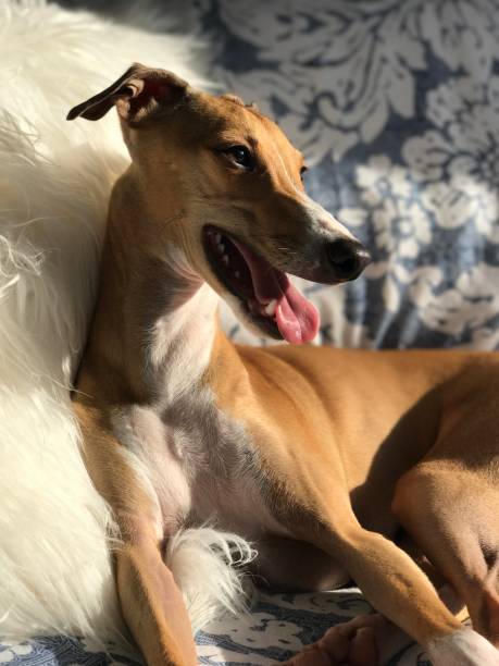 istock Italian greyhound dog in the sun 1423818145