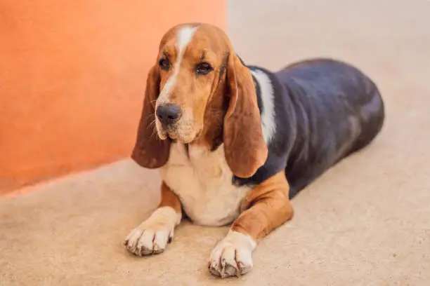 Dog Basset hound sitting and looks at the camera.