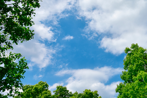 Background material for blue sky and trees.