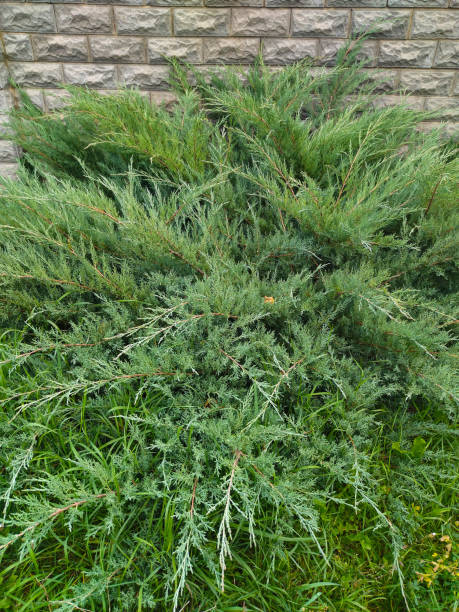 istock Blue Star juniper bush or Himalayan juniper. Needle evergreen shrub with silver-blue dense foliage. Close up, selective focus 1423827680