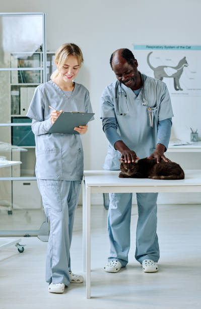 istock Vet working together with nurse at clinic 1423830161