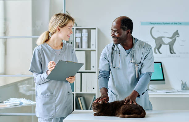 istock Veterinarian working with nurse at office 1423830164