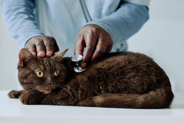 vet examining cat with stethoscope - vet domestic cat veterinary medicine stethoscope imagens e fotografias de stock