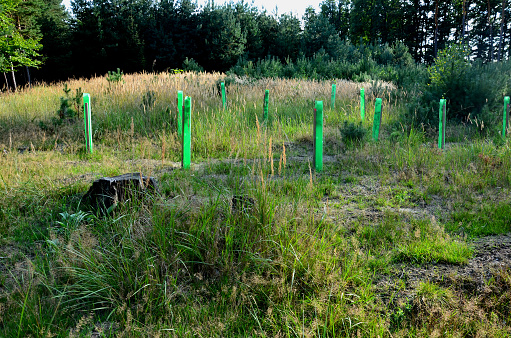 planting of a new orchard, windbreak, bio-corridor, alley of fruit trees. fixed to the pole and fenced with plastic protective mesh. in landscape there is a problem with overpopulated game. roe deer, calamagrostis epigejos, glade, pinus sylvestris