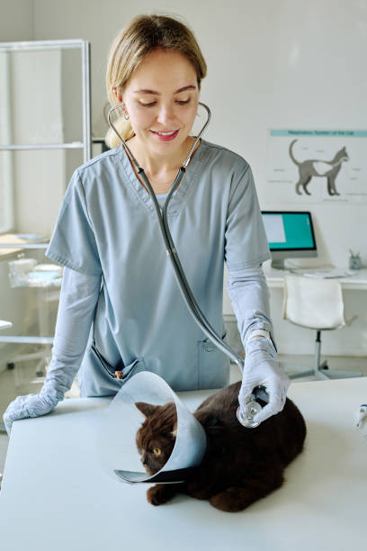 istock Nurse examining cat with stethoscope 1423830195
