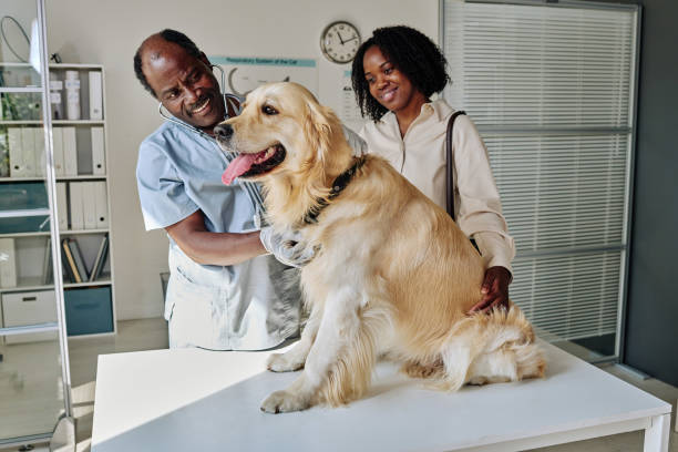 istock Vet examining dog at clinic 1423830308