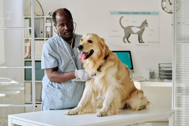 istock Veterinarian examining dog at office 1423830323