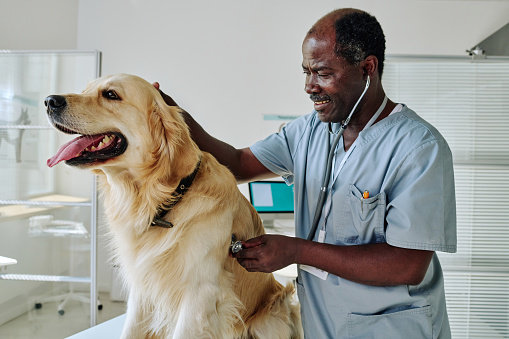 African mature veterinarian examining purebred dog with stethoscope during medical exam at clinic