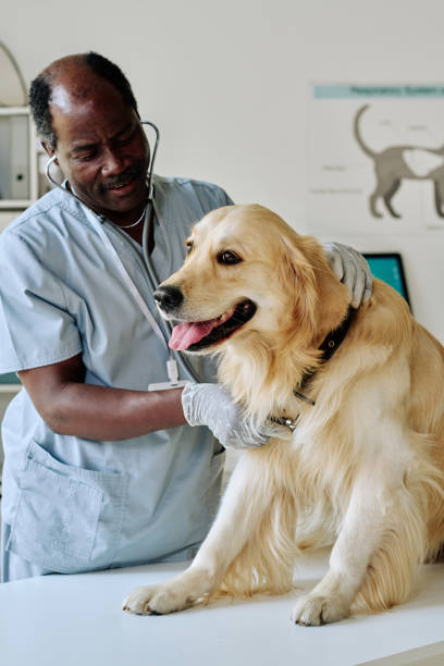 istock Vet examining dog with stethoscope 1423830499