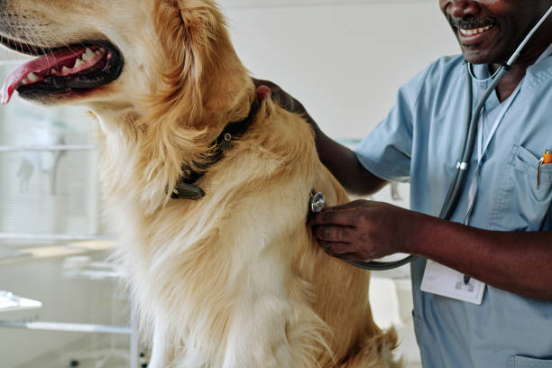 istock Doctor examining pet with stethoscope 1423830532
