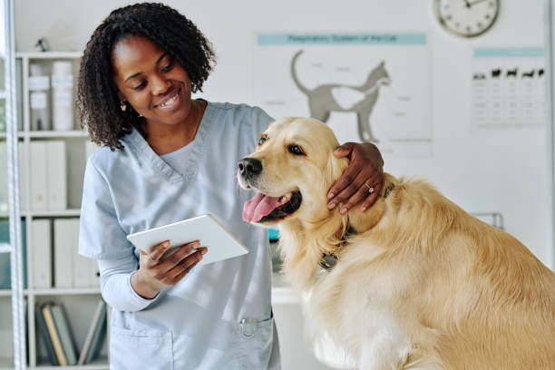 그녀의 직장에서 태블릿 pc를 사용하는 젊은 수의사 - pets dog office vet 뉴스 사진 이미지