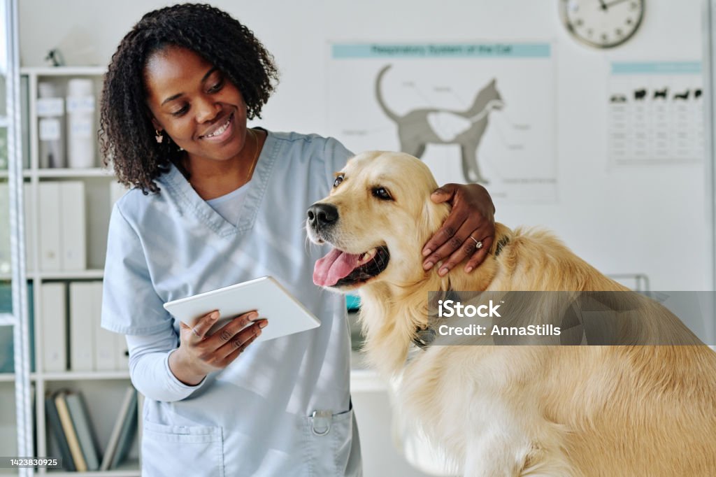 Young vet using tablet pc at her work African young vet using digital tablet while communicating with dog at office Veterinarian Stock Photo