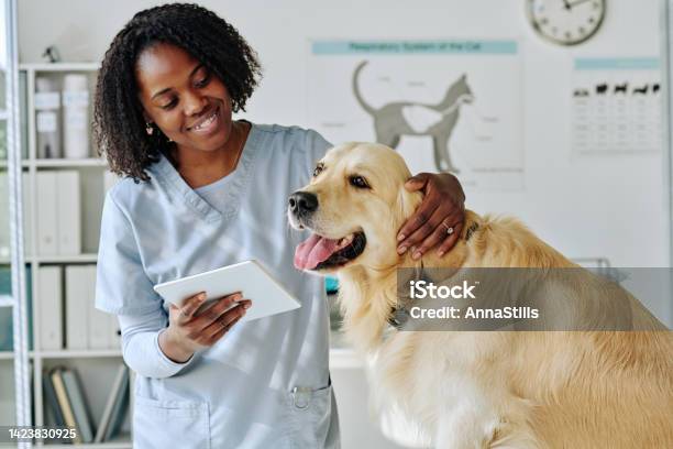 Young Vet Using Tablet Pc At Her Work Stock Photo - Download Image Now - Veterinarian, Dog, Technology