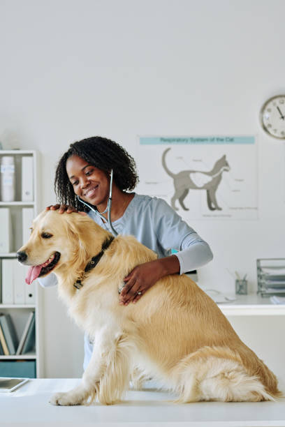 istock Woman examining dog with stethoscope 1423831361