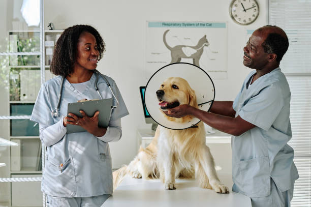 istock Medical colleagues working with animals at clinic 1423831363