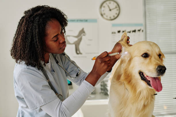istock Vet doctor examining dog at office 1423831364