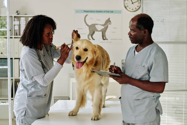istock Doctors examining dog at clinic 1423831365