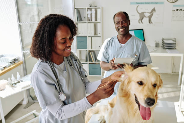 istock Vet doctors working at vet clinic 1423831403