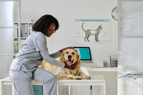 istock Nurse caring about dog at clinic 1423831457