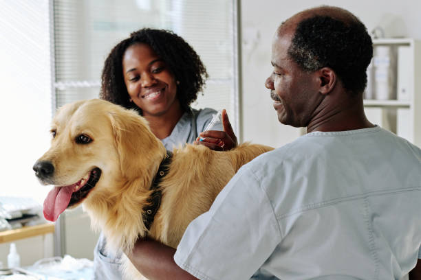 médico veterinário fazendo injeção em cachorro - veterinary office - fotografias e filmes do acervo