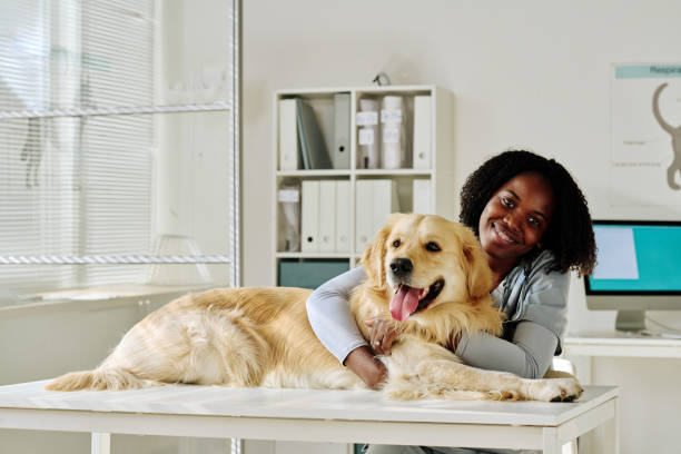 médico veterinario africano con perro - pets dog office vet fotografías e imágenes de stock