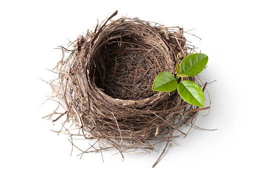 Nest with green leaves isolated on white background.