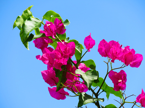 Bougainvillea is a popular tropical flowering plant with over 300 species.  This specimen has pretty bright Pink petals on a background of green lush foliage.  Location is Ko Lanta, Thailand.