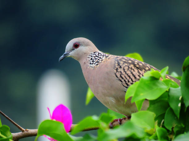 Spotted dove on the branch. Great details of a Spotted dove. Bird photography. stock photo
