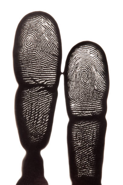 Two fingers print on white photo paper.