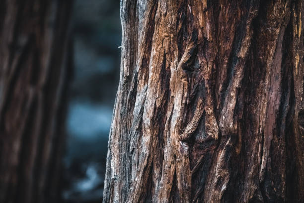 Close-up of a tree in Yosemite National Park, California, USA. Seen a day at springtime.