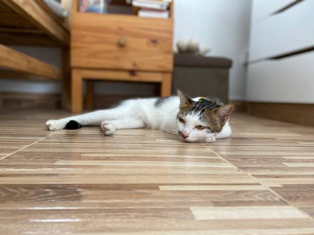 istock tabby cat lies on the floor , rest time 1423834566