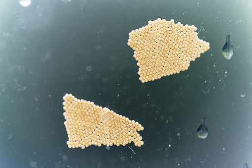 macro close up of firebug eggs laid on a glass pane
