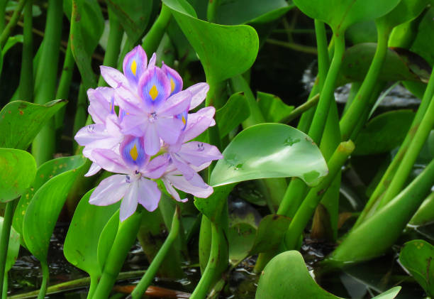 Common water hyacinth flower, Pontederia crassipes, commonly known as common water hyacinth is an aquatic plant. stock photo