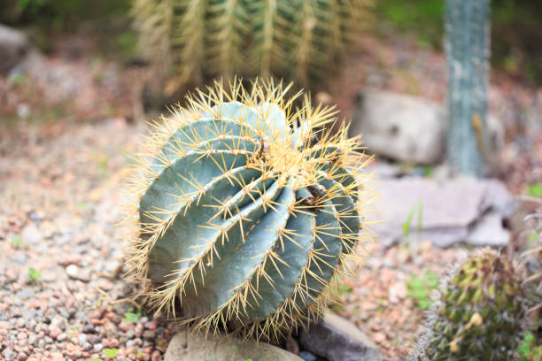 istock Ferocactus glaucescens plant outdoors. Big cactus. natural background. 1423839919