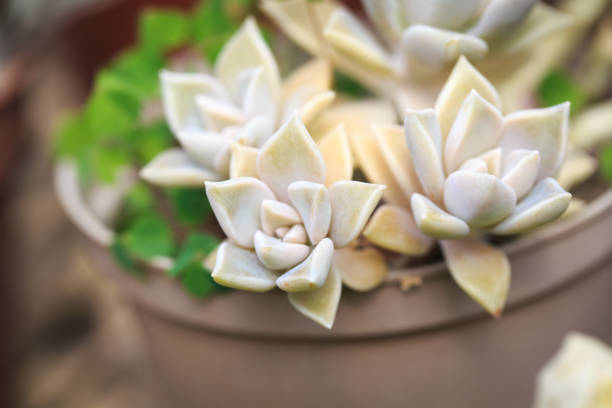 Graptopetalum paraguayense leaf texture. Natural background. Close-up to insert text