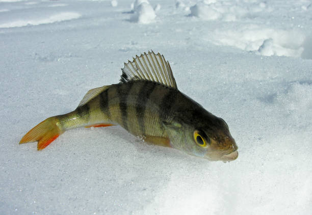 istock Winter fishing trophy - a small perch. 1423845793